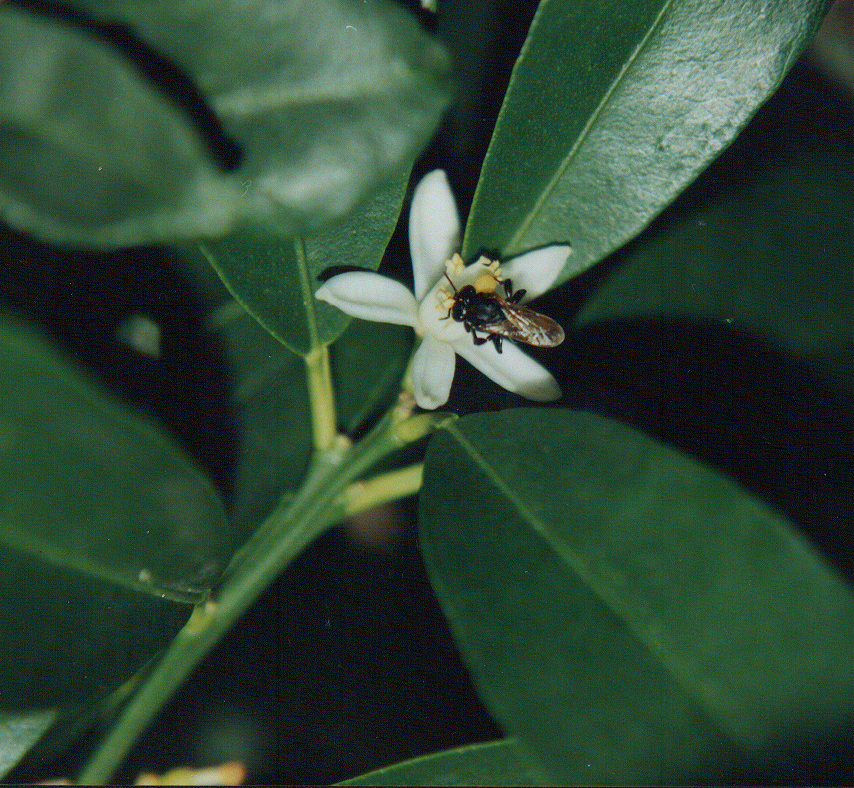 Pini ( Scaptotrigona jujuyensis) - llana
